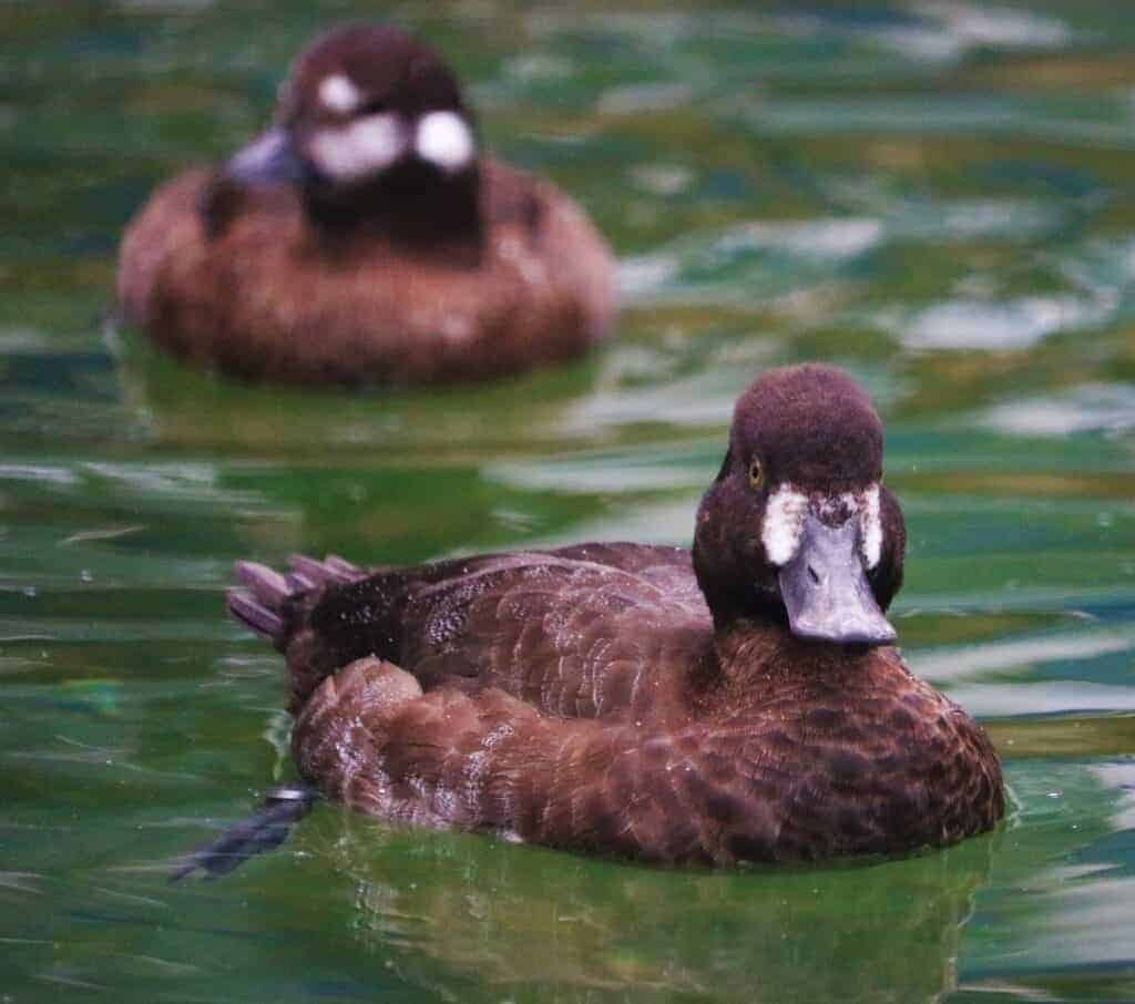 Lesser Scaup duck