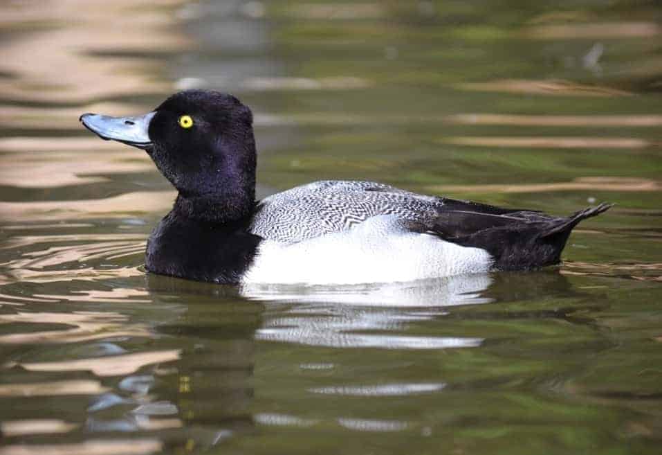 Lesser Scaup drake