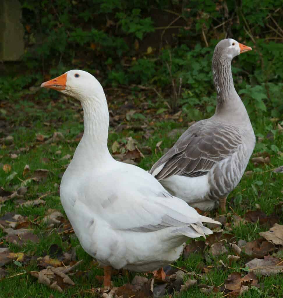 Pilgrim Geese