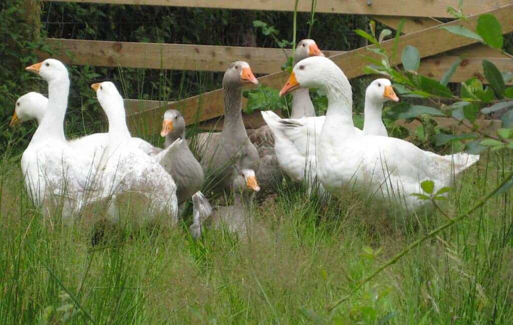 A group of Pilgrim Geese