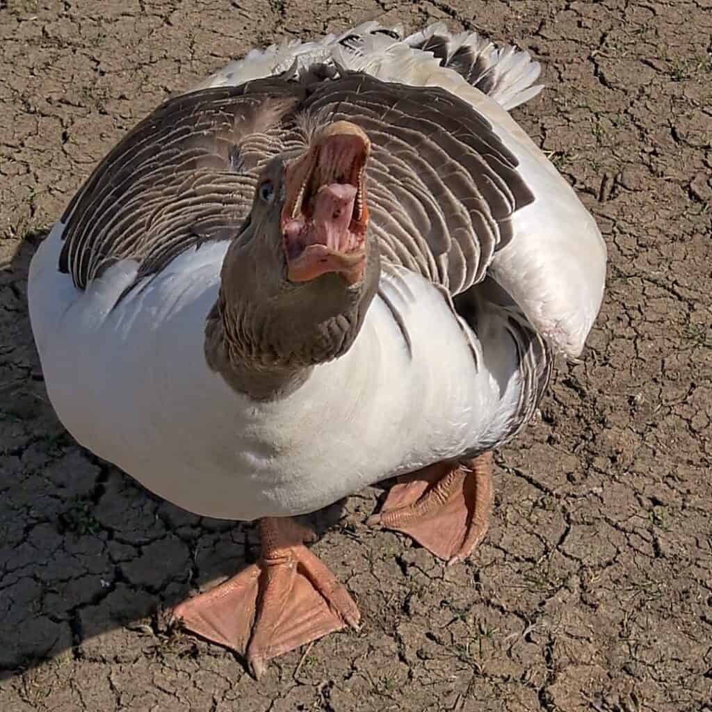 Pomeranian Gander defending