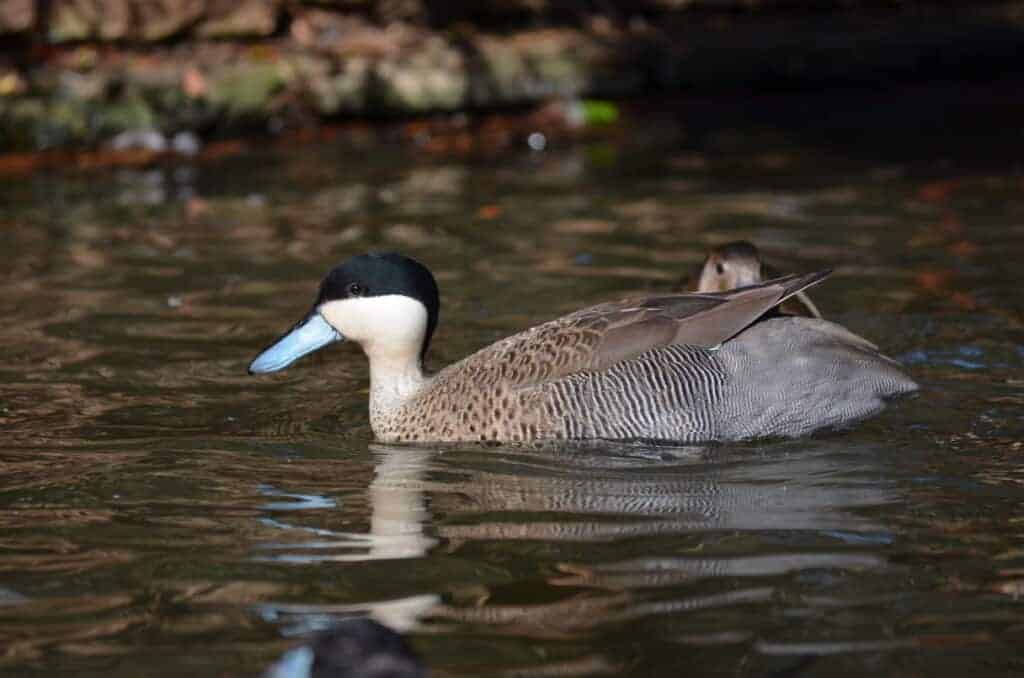 Puna Teal