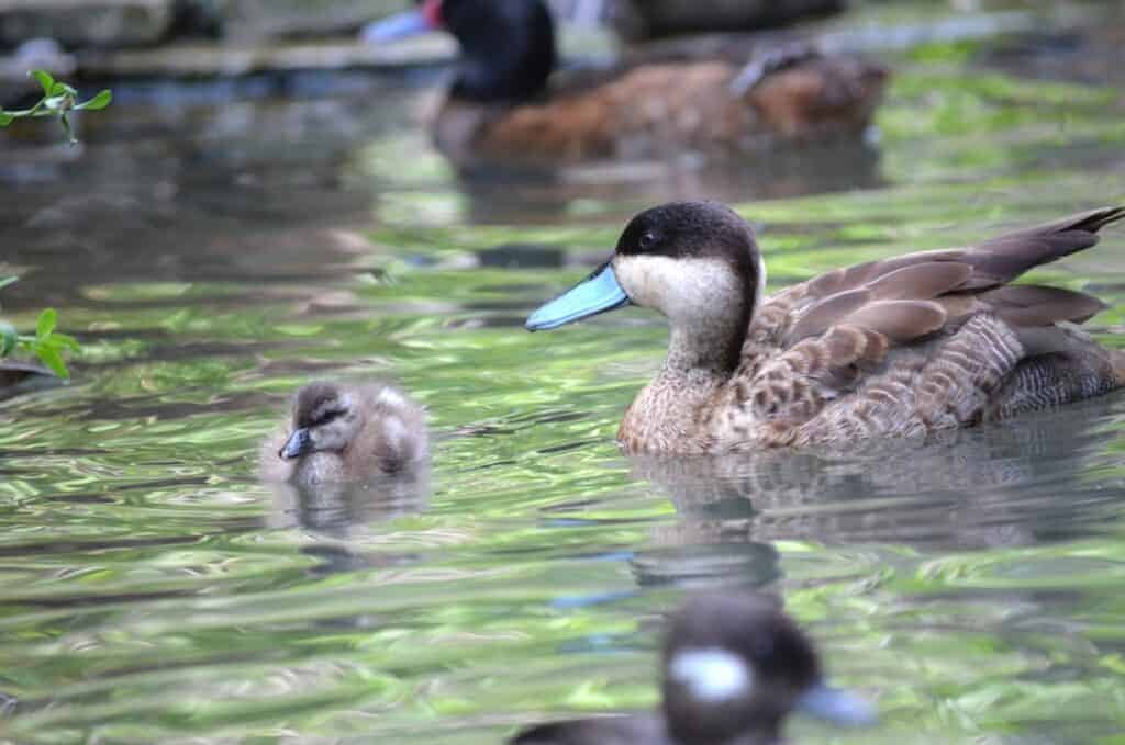 Puna Teal and duckling