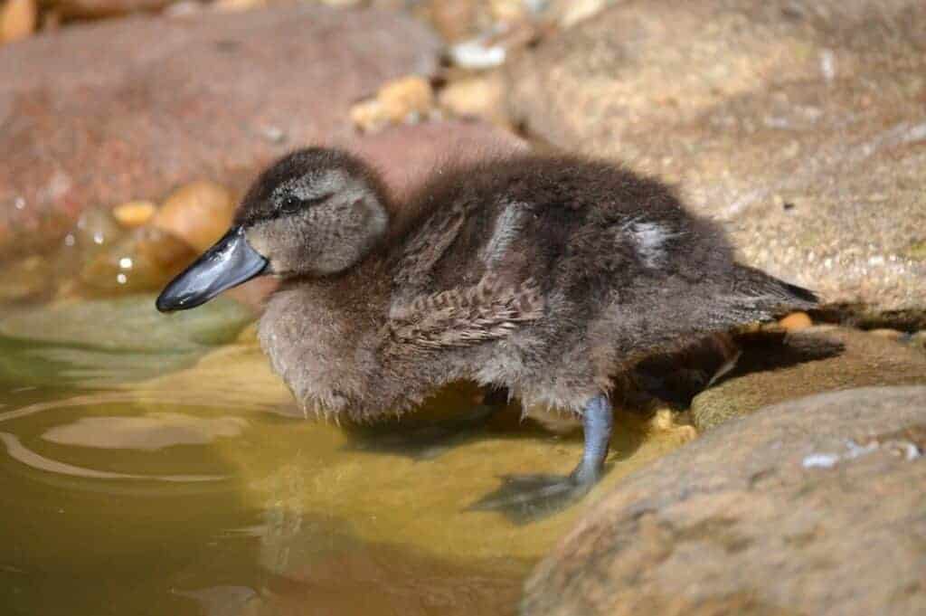 Puna Teal duckling