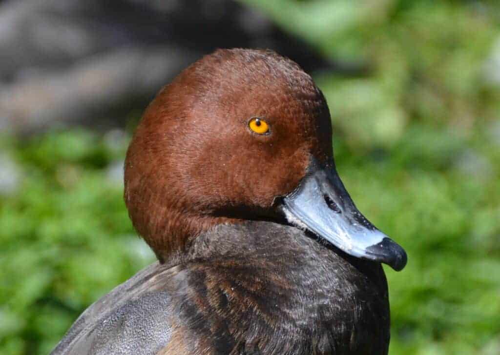 Redhead drake