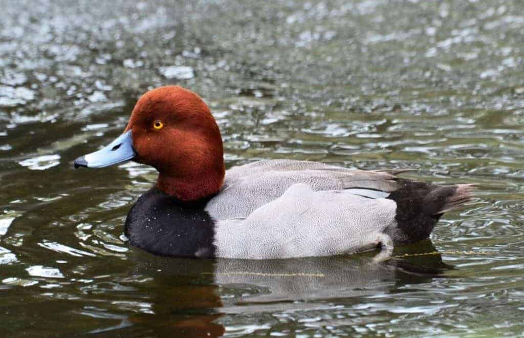 Redhead drake