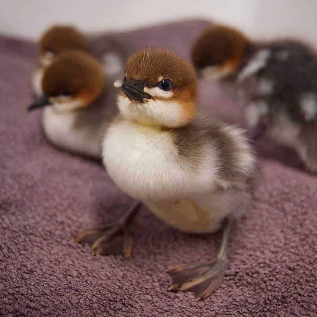 Scaly-sided Merganser duckling