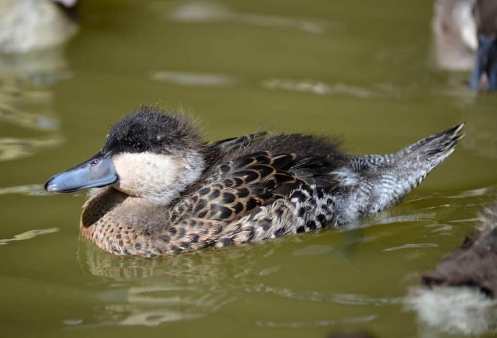 Silver Teal