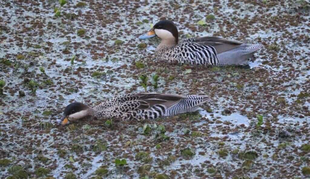 Silver Teal