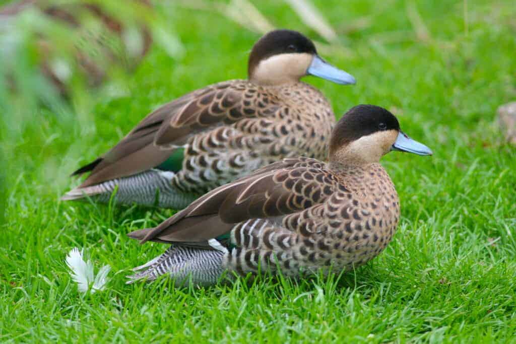 Silver Teal