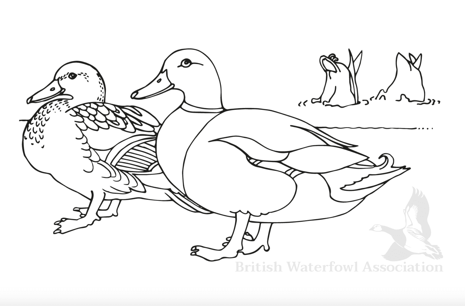 Mallard Duck colouring page - British Waterfowl Association