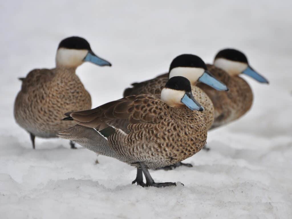 Puna Teal