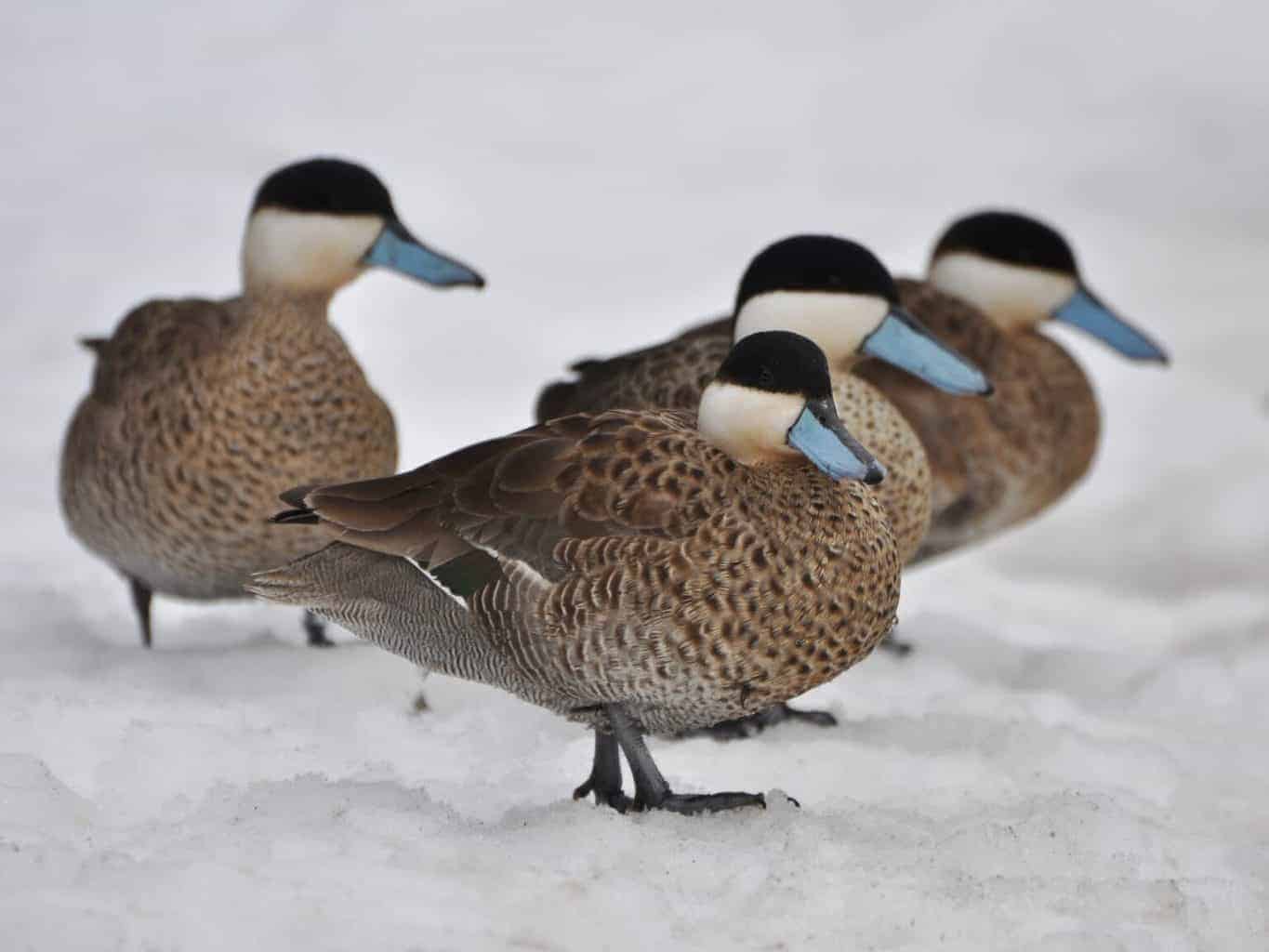 Puna Teal - British Waterfowl Association