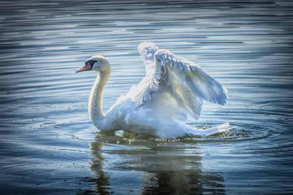 Mute swan stretching