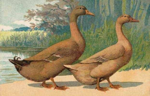 Lithograph of male and female Orpington Duck