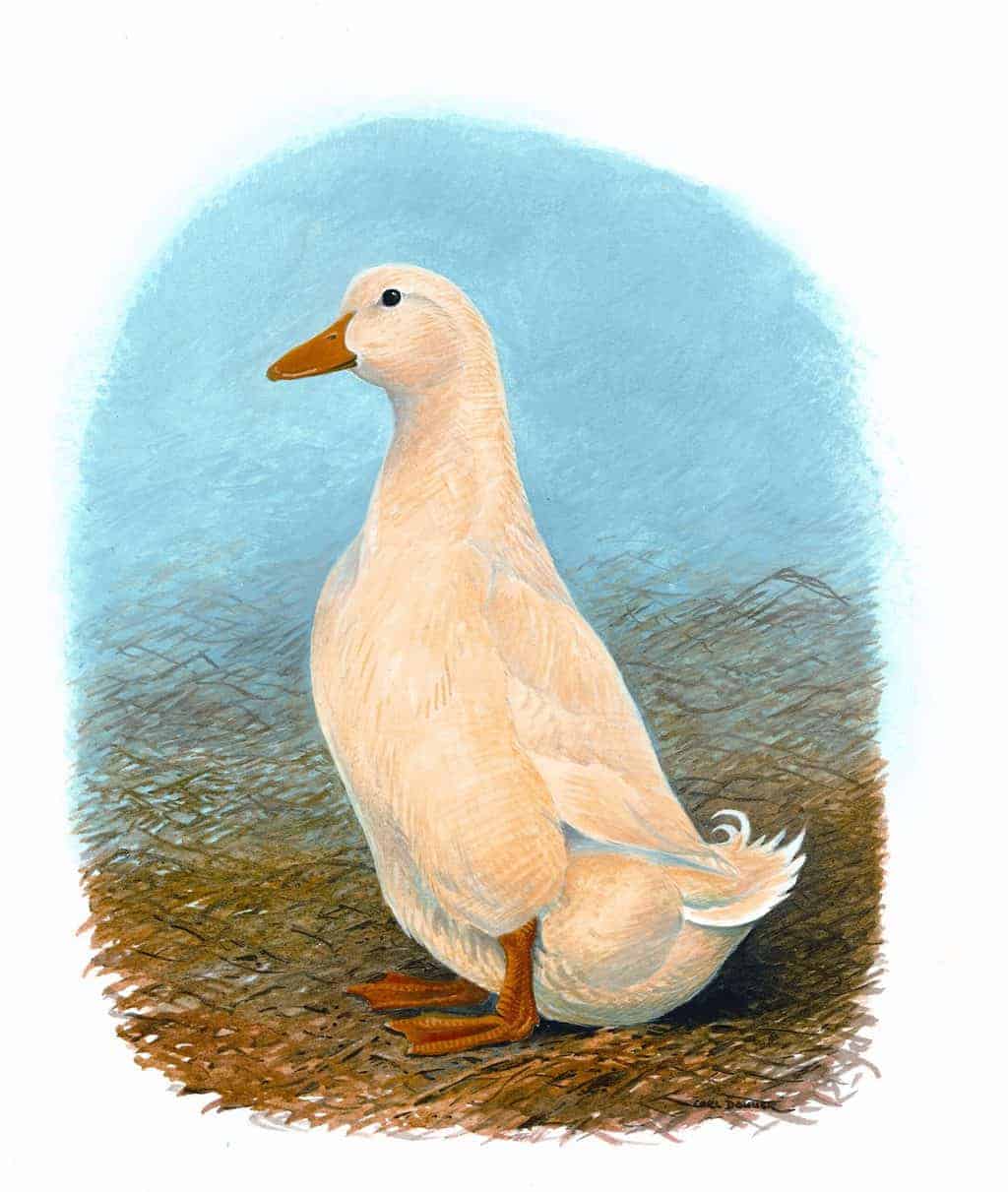 Pekin Drake by Carl Donner