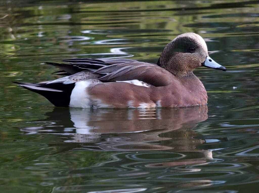 American Wigeon drake