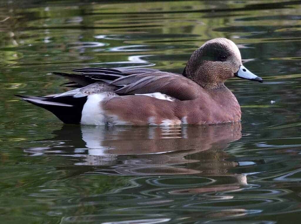 American Wigeon drake