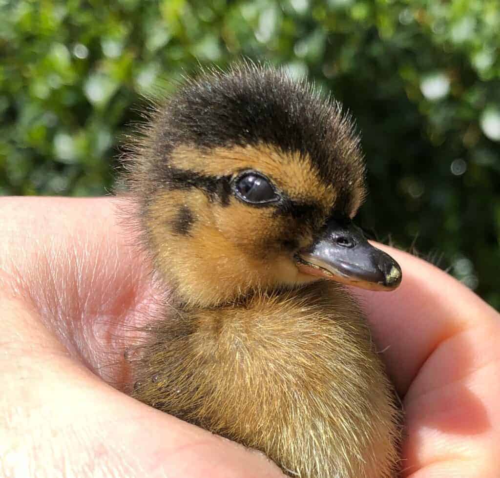 Nictating memrane on a newly-hatched Mallard Call