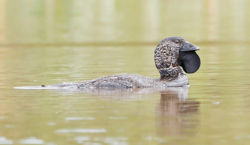 Musk Duck male swimming with head up