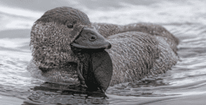 Male Musk Duck swimming