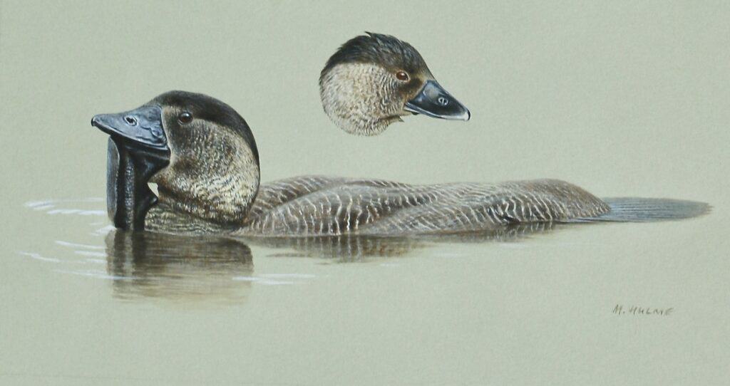 illustration of the Musk Duck by Mark Hulme, plate 30 from Kear's Ducks, Geese and Swans