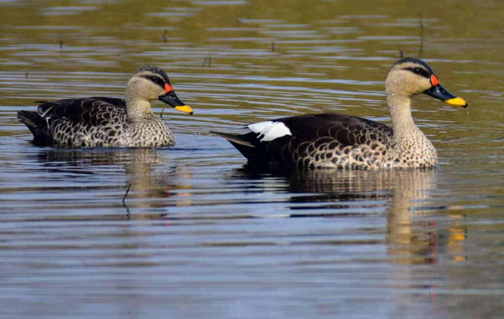 Indian Spot-billed ducks