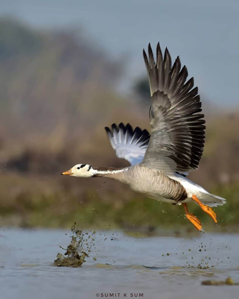 Bar-headed Goose at Dhanauri Wetlands