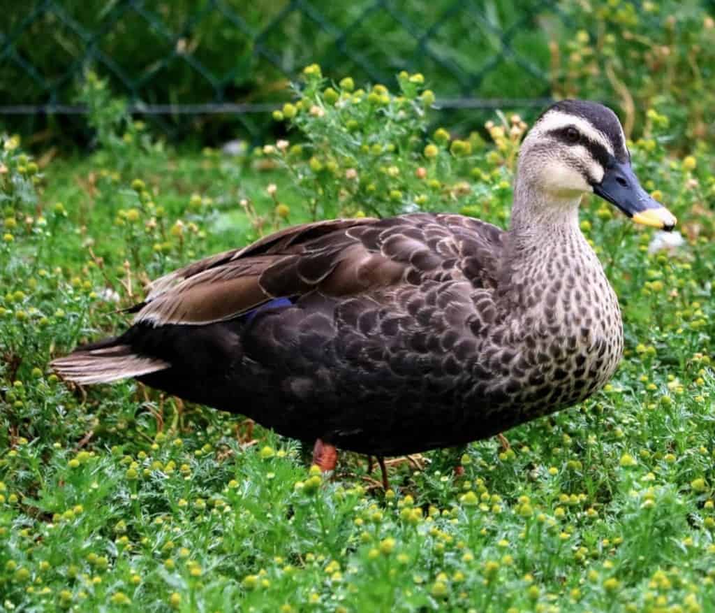 Eastern Spot-billed Duck