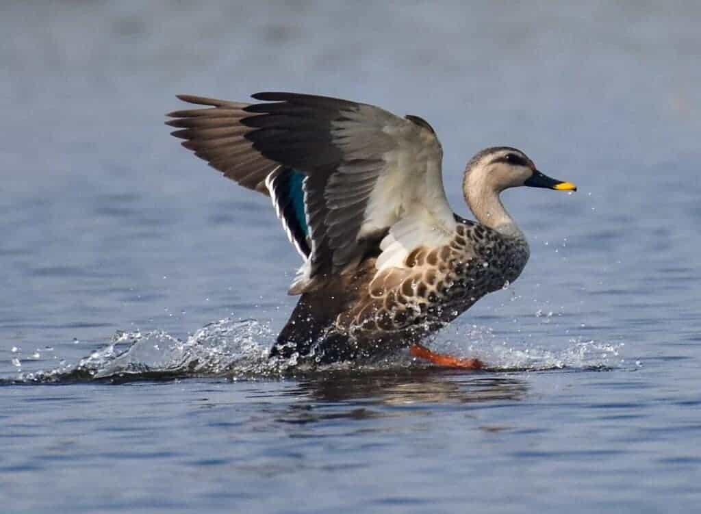 Indian Spot-billed Duck