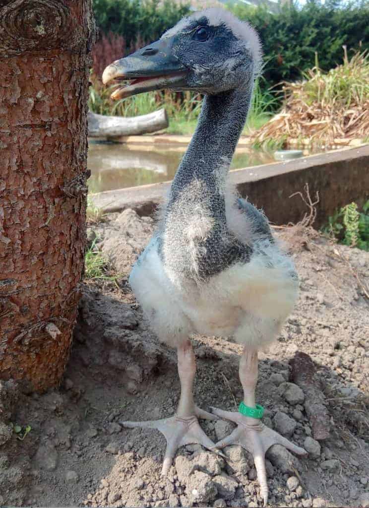 Month-old Magpie Goose