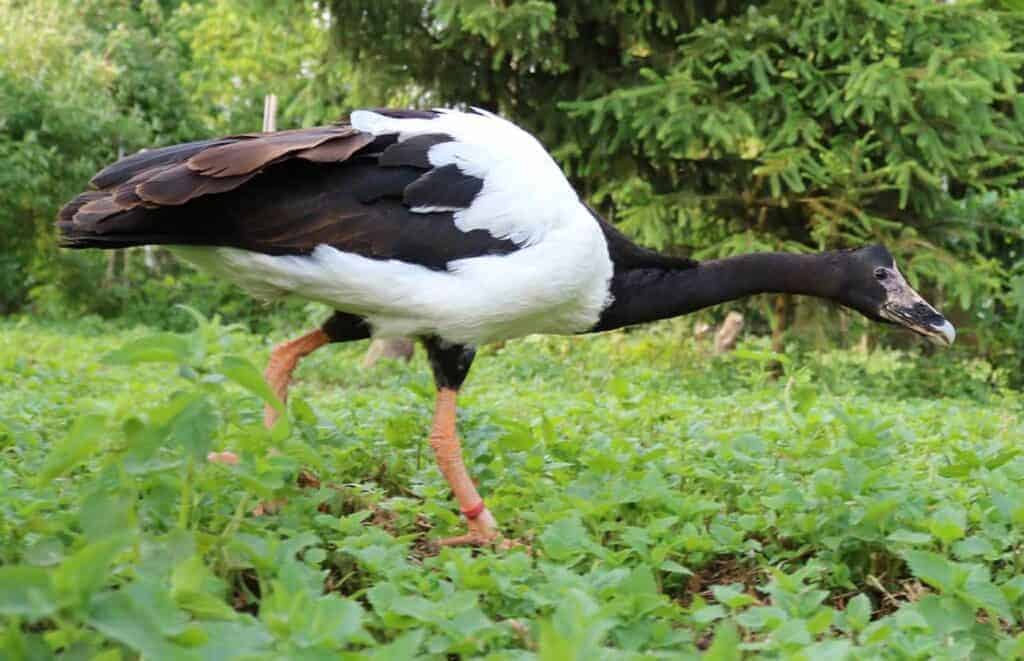 Magpie Goose on a missionh