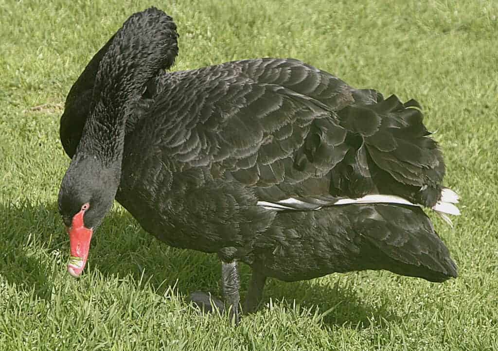 Black Swan on grass