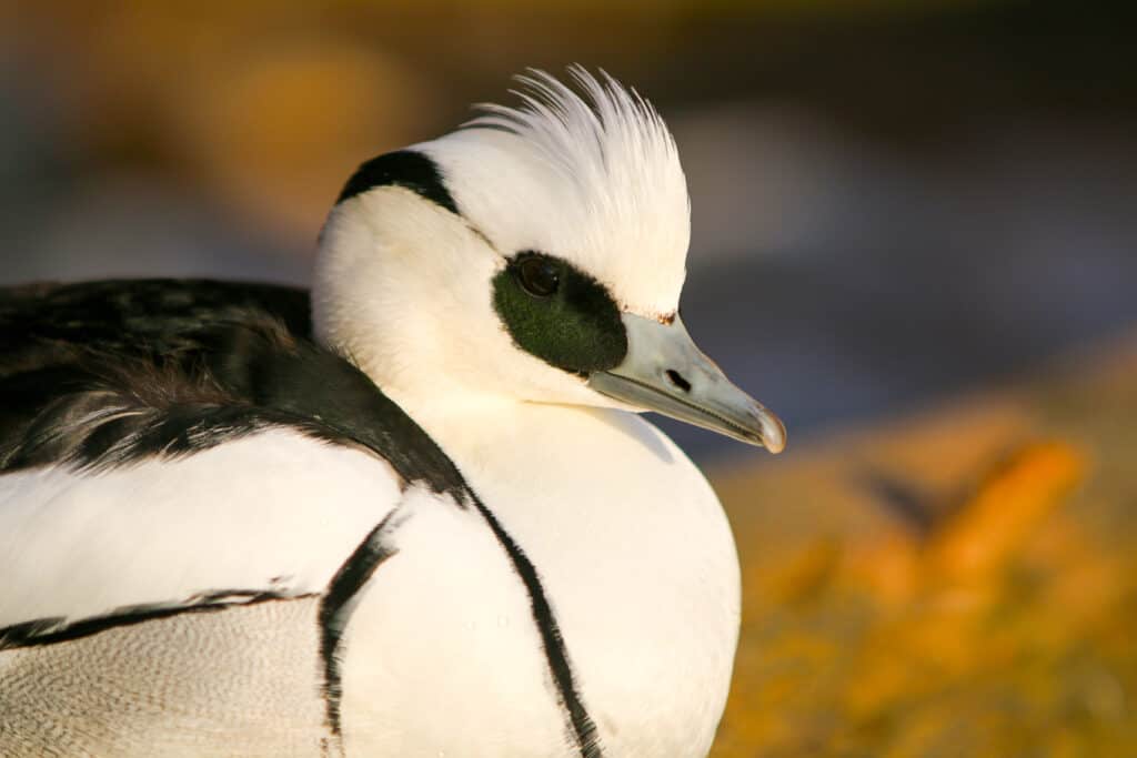 Smew drake