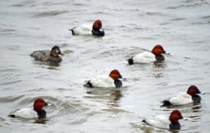 Common Pochard