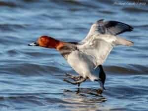 Common Pochard landing