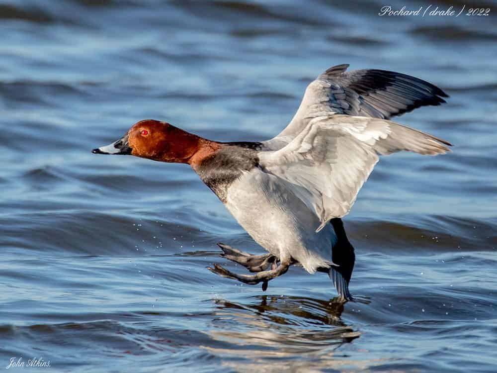 Common Pochard landing