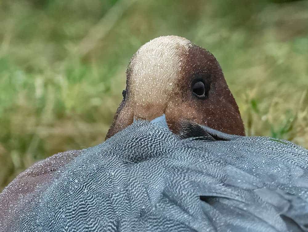 Snoozing Eurasian Wigeon in the rain