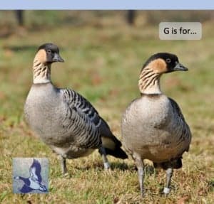 A pair of Nene or Hawaiian Geese