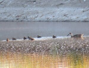 a brood of Marbled Duck