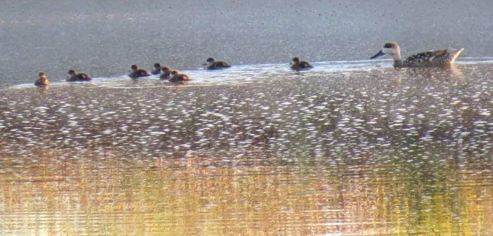 a brood of Marbled Duck