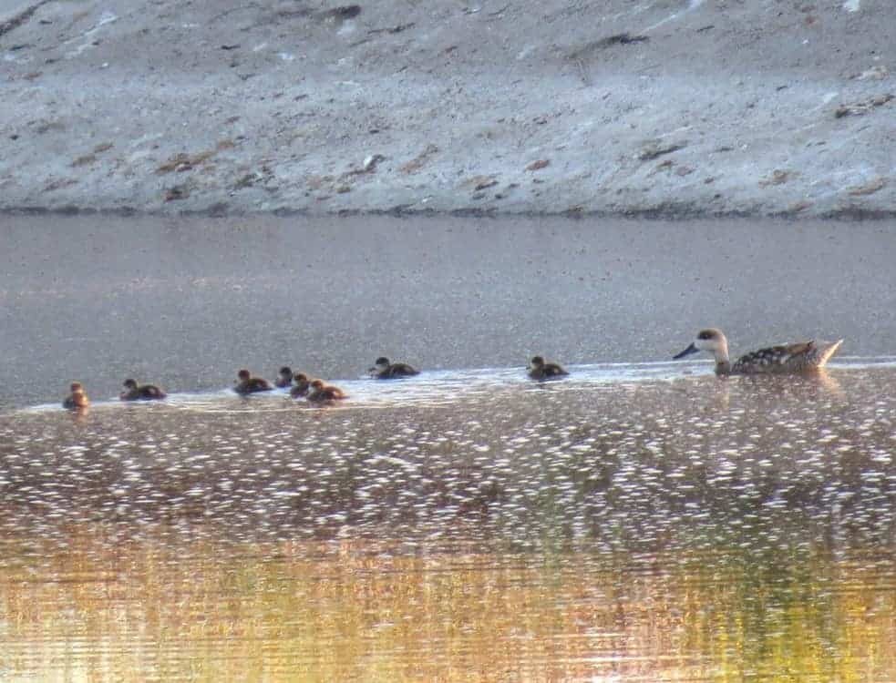 a brood of Marbled Duck