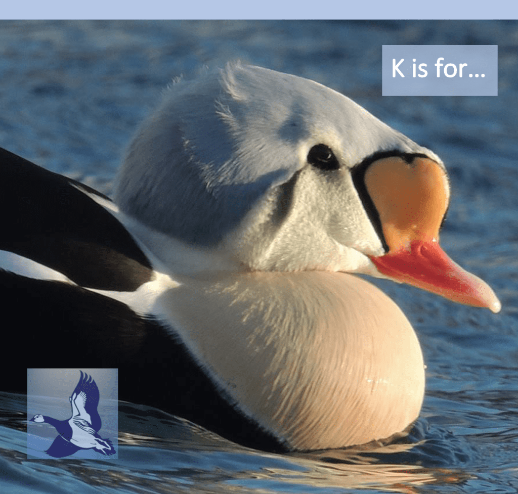 King Eider drake