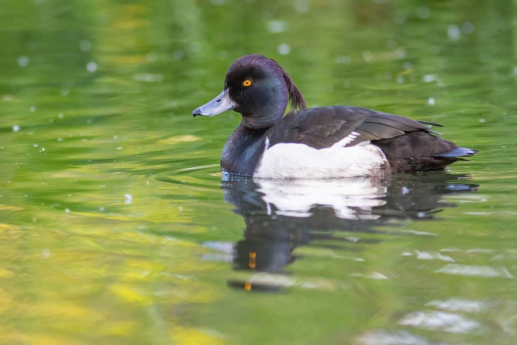 A Tufted drake on calm water