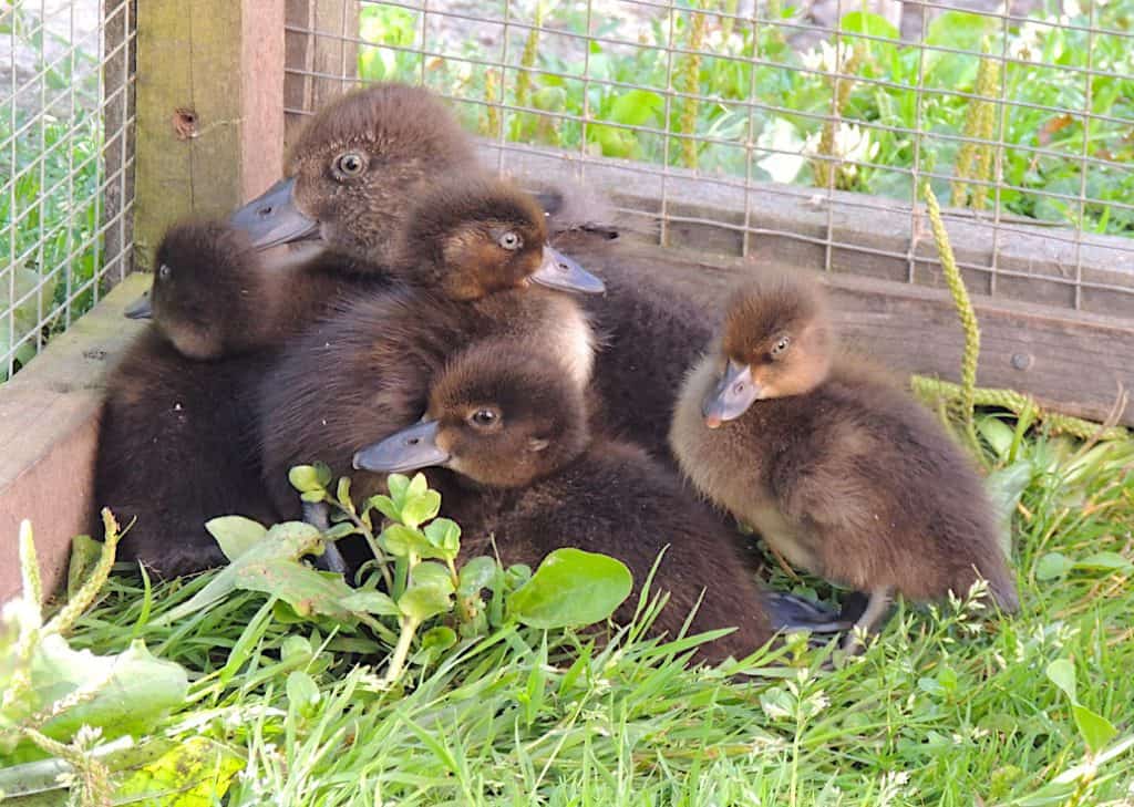 Tufted Duck and ducklings