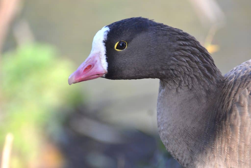 face of a Lesser White-fronted Goose