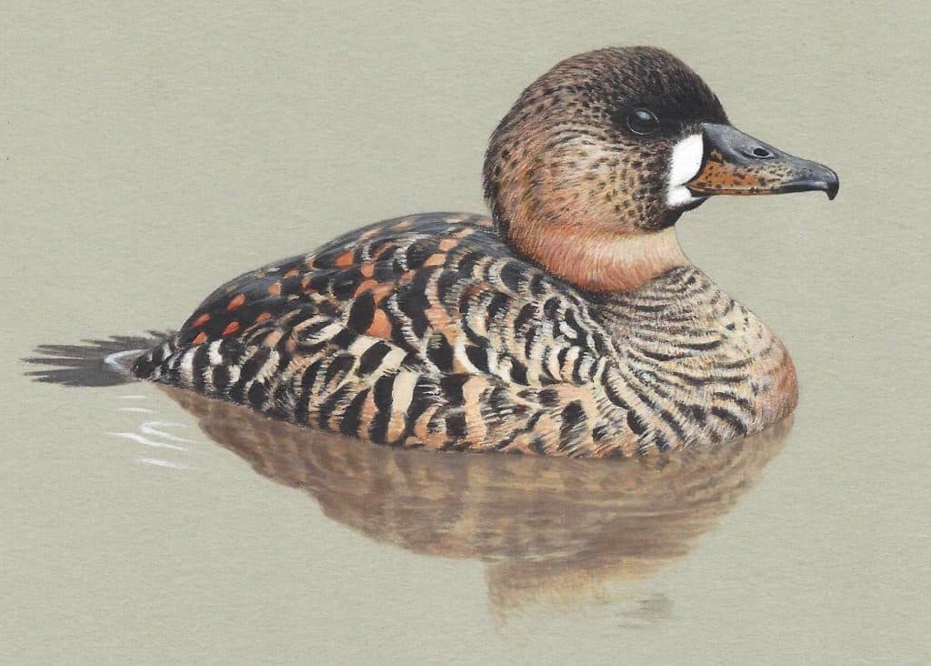 Illustration of a White-backed Duck