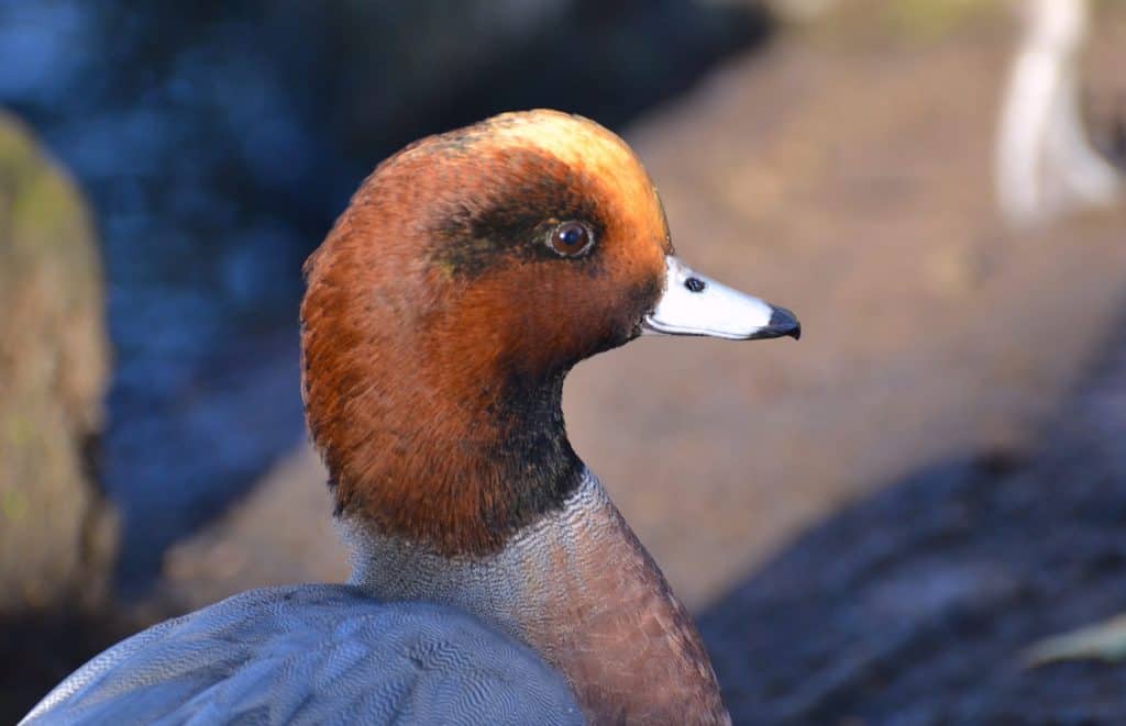 Drake Eurasian Wigeon