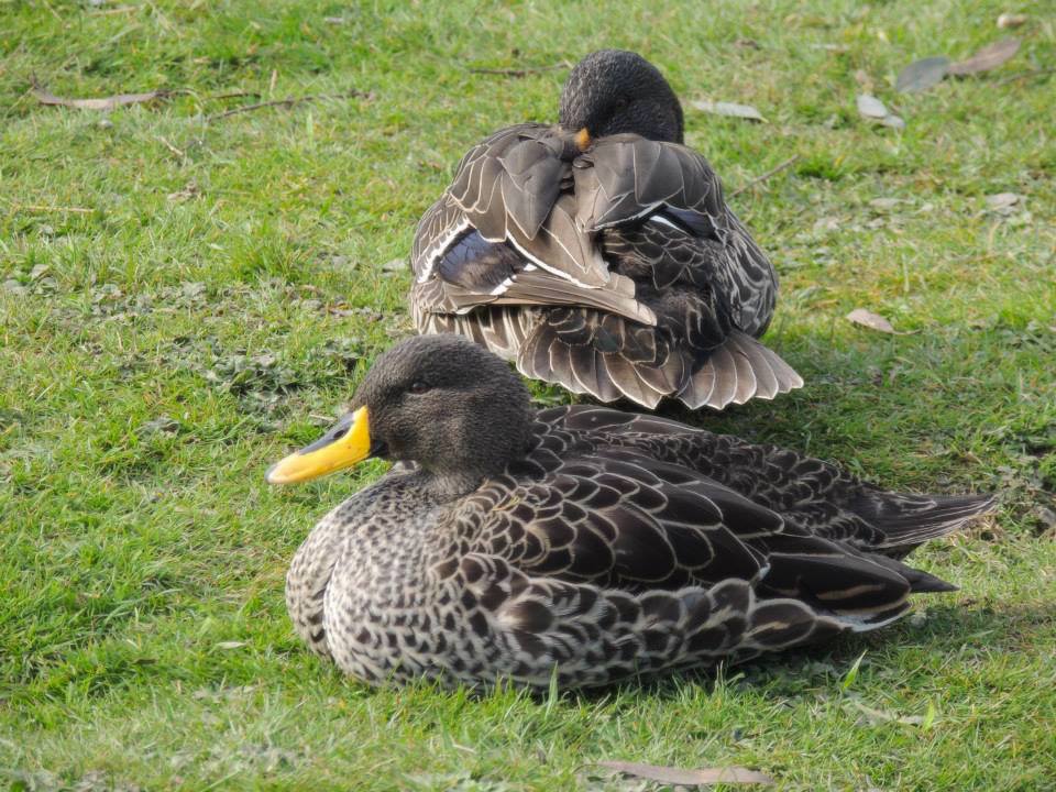 Yellow-billed Ducks on grass