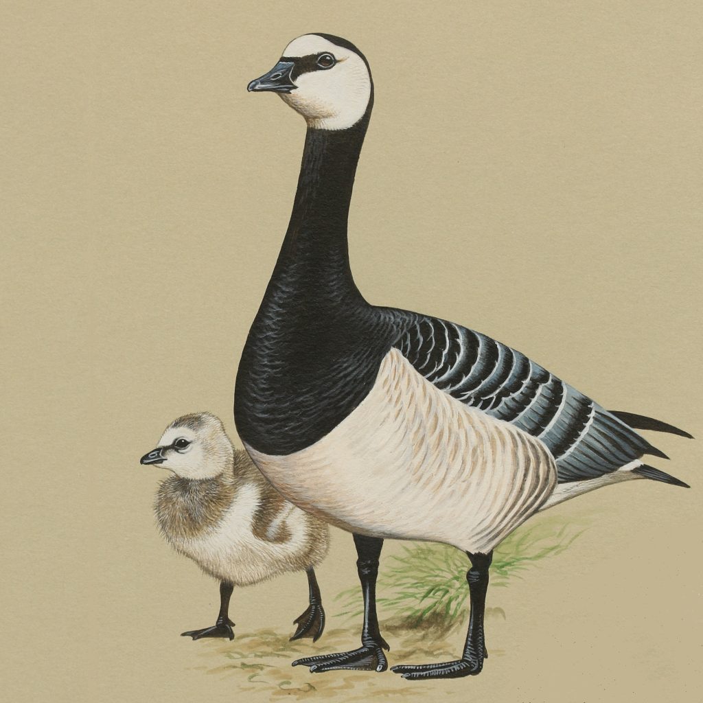 painting of the Barnacle Goose